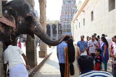 Meenakshi Temple, Madurai,_DSC_8086_H600